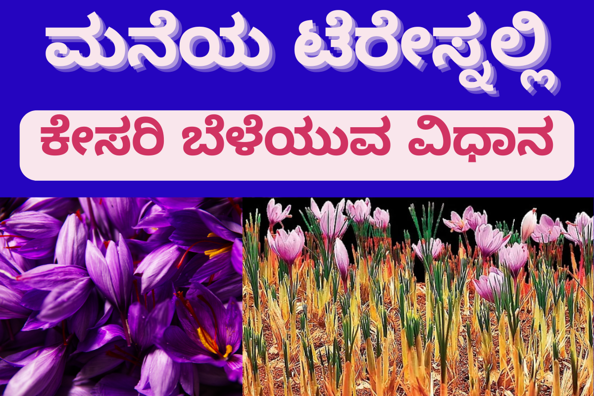 Saffron cultivation Saffron cultivation ಸಸ್ಟೇನಬಲ್_ಫಾರ್ಮಿಂಗ್: ಮನೆಯ ಟೆರೇಸ್ನಲ್ಲಿ ಕೇಸರಿ ಬೆಳೆಯುವ ರಹಸ್ಯ!