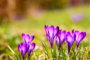 Saffron cultivation Saffron cultivation ಸಸ್ಟೇನಬಲ್_ಫಾರ್ಮಿಂಗ್: ಮನೆಯ ಟೆರೇಸ್ನಲ್ಲಿ ಕೇಸರಿ ಬೆಳೆಯುವ ರಹಸ್ಯ!